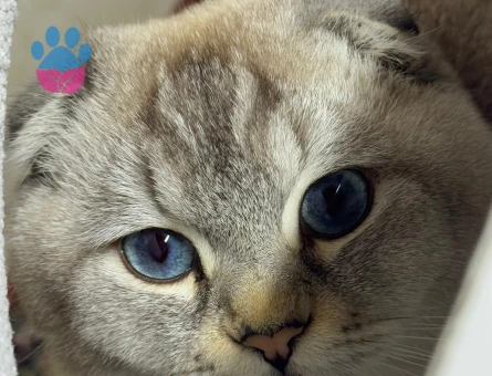 Scottish Fold 1 Yaşında Eş Arıyor