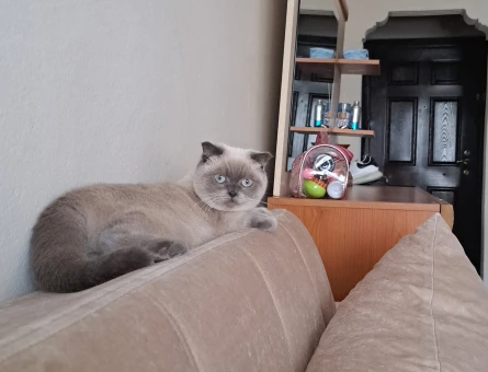 British Shorthair Kızıma Eş Arıyorum - 118971034