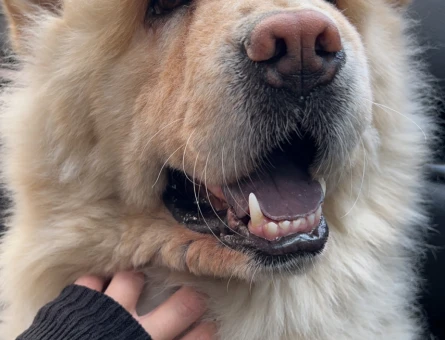 Chow Chow 3 Yaşında Eş Arıyorum - 118971035