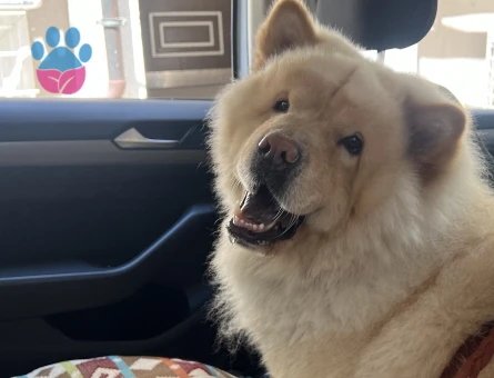 Chow Chow 3 Yaşında Eş Arıyorum