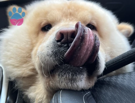 Chow Chow 3 Yaşında Eş Arıyorum