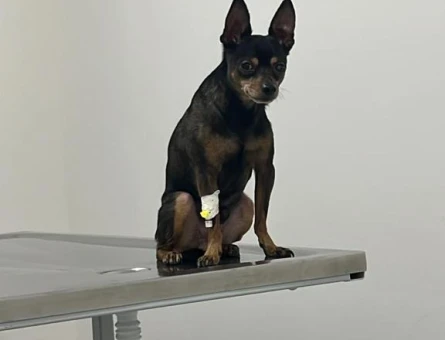 Minyatür Pinscher Oğlum Aşil Eş Arıyorum - 118971036