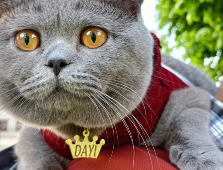 British Shorthair Kedime eş arıyorum - 118971039