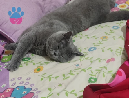 British Shorthair Kedime eş arıyorum
