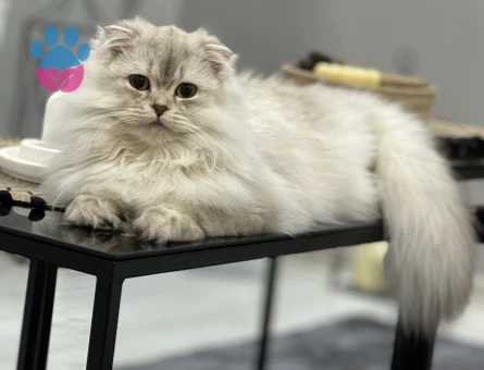 Scottish Fold Dİşi Kedime Erkek Arıyorum