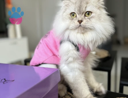 Scottish Fold Dİşi Kedime Erkek Arıyorum