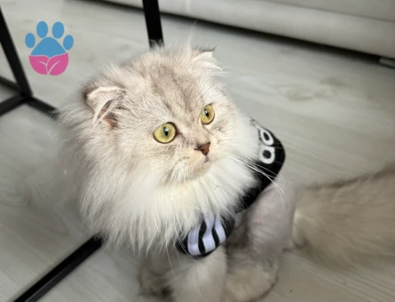 Scottish Fold Dİşi Kedime Erkek Arıyorum