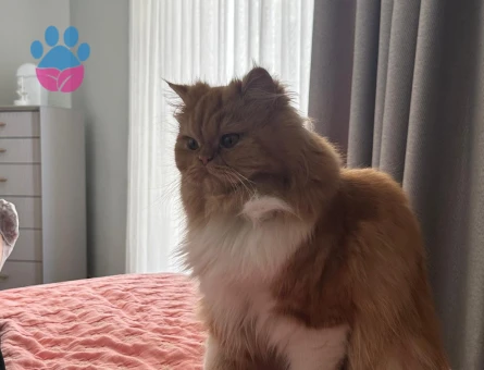 Safkan disi iran kedime es arıyorum