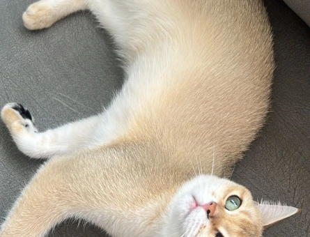 British shorthair 1 Yaşında Kedime Eş Arıyorum - 118971049
