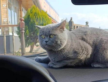 British Shorthair Oğlumuz Dumana Eş Arıyoruz - 118971052