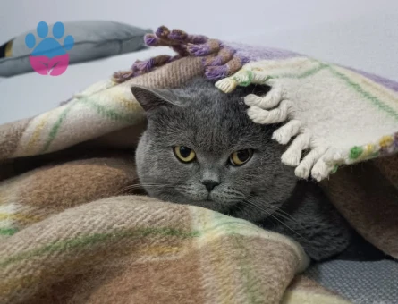 British Shorthair Oğlumuz Dumana Eş Arıyoruz