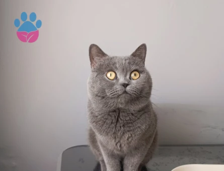 British Shorthair Oğlumuz Dumana Eş Arıyoruz