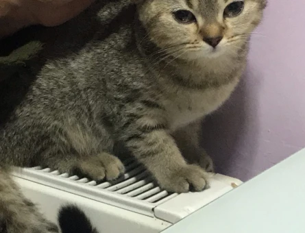 British Shorthair 1 Yaşında Acil Eş Arıyor - 118971055