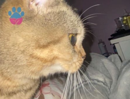 British Shorthair 1 Yaşında Acil Eş Arıyor