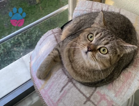 British Shorthair 1 Yaşında Acil Eş Arıyor