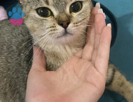 British Shorthair 1 Yaşında Acil Eş Arıyor