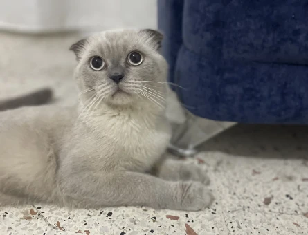 Scottish Fold Erkek Kedime Eş Arıyorum - 118979206