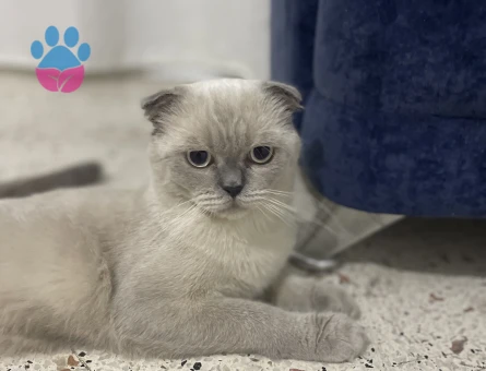 Scottish Fold Erkek Kedime Eş Arıyorum