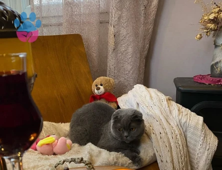 Çok acil damat adayı aranmaktadır