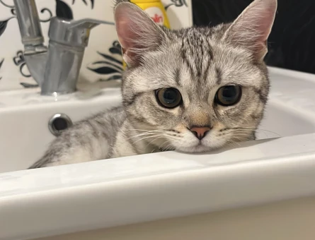 British Shorthair Oğlum Kızgınlıkta - 118979210