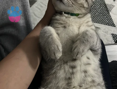 British Shorthair Oğlum Kızgınlıkta