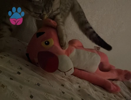 British Shorthair Oğlum Kızgınlıkta