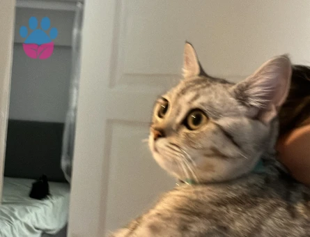 British Shorthair Oğlum Kızgınlıkta