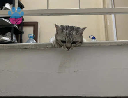 British Shorthair Oğlum Kızgınlıkta