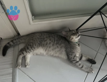 British Shorthair Oğlum Kızgınlıkta