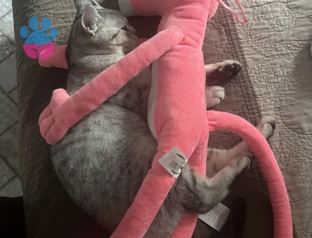 British Shorthair Oğlum Kızgınlıkta