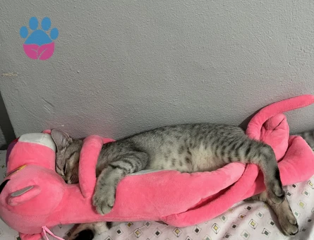 British Shorthair Oğlum Kızgınlıkta