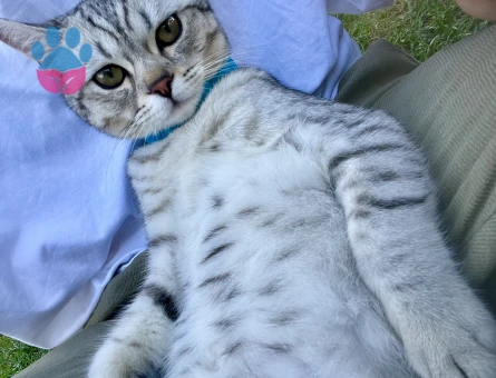 British Shorthair Oğlum Kızgınlıkta