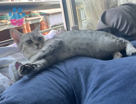 British Shorthair Oğlum Kızgınlıkta