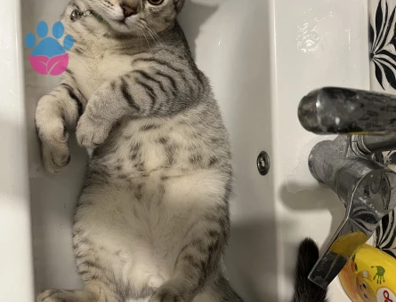 British Shorthair Oğlum Kızgınlıkta