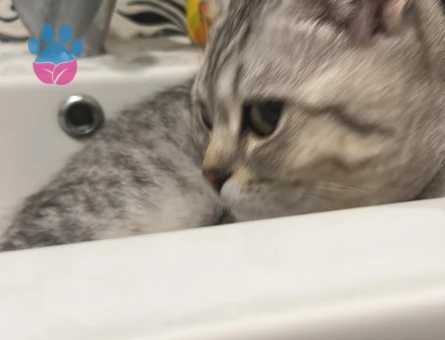 British Shorthair Oğlum Kızgınlıkta