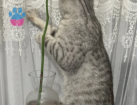 British Shorthair Oğlum Kızgınlıkta