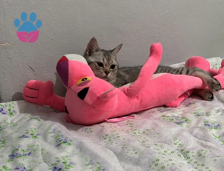 British Shorthair Oğlum Kızgınlıkta