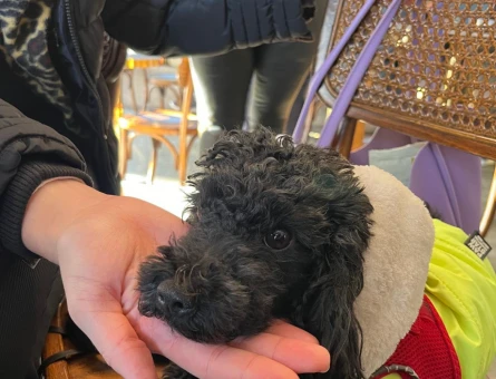 Toy Poodle Karam Eş Arıyor - 118979213