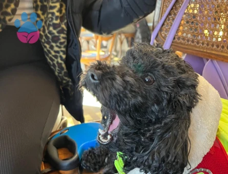 Toy Poodle Karam Eş Arıyor