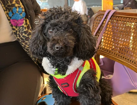 Toy Poodle Karam Eş Arıyor
