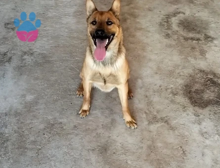 Belçika Kurdu 4 Yaşında Eş Arıyor