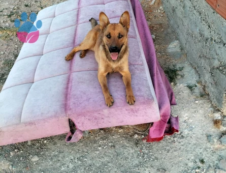 Belçika Kurdu 4 Yaşında Eş Arıyor