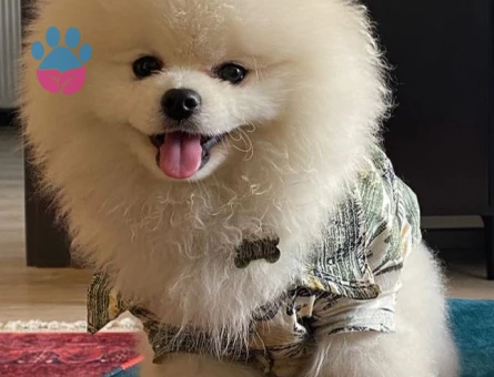 pomeranian erkek 10 aylık
