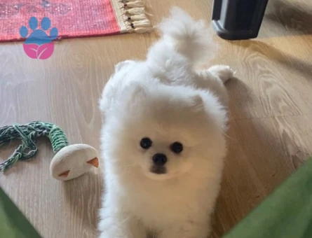 pomeranian erkek 10 aylık