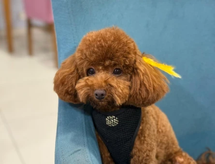 Toy Poodle - 118979219