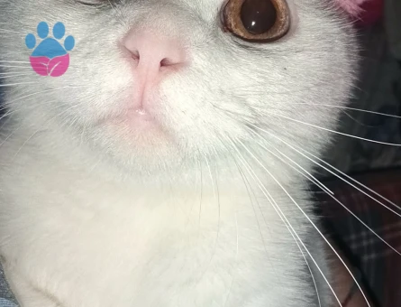 Oğluma eş arıyorum