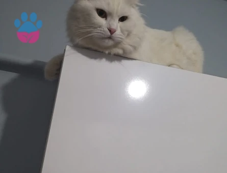 Sütlacimiza disi eş arıyoruz