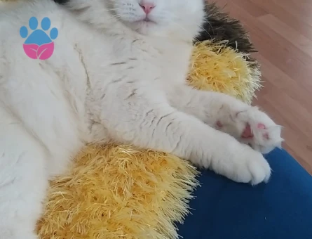 Sütlacimiza disi eş arıyoruz