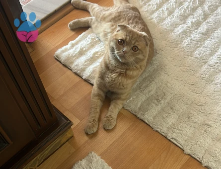 Scottish Fold Oğluma Brtish Oğluma Eş Arıyorum - Görsel 4