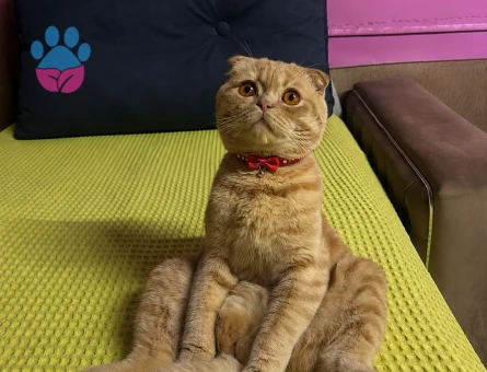 Scottish Fold Oğluma Brtish Oğluma Eş Arıyorum - Görsel 3